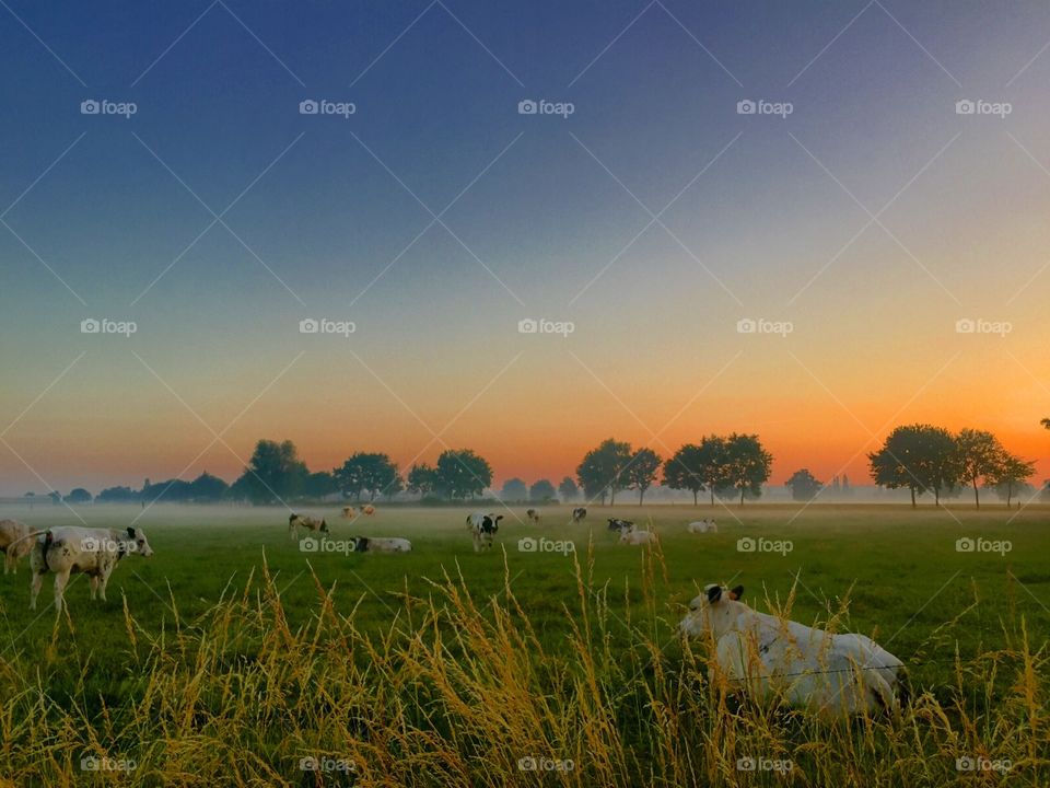 Cattle laying in the farmfield waiting for the sun which is about to rise