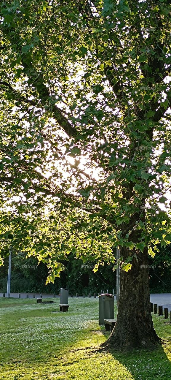 Duck walk , ducks , chicks