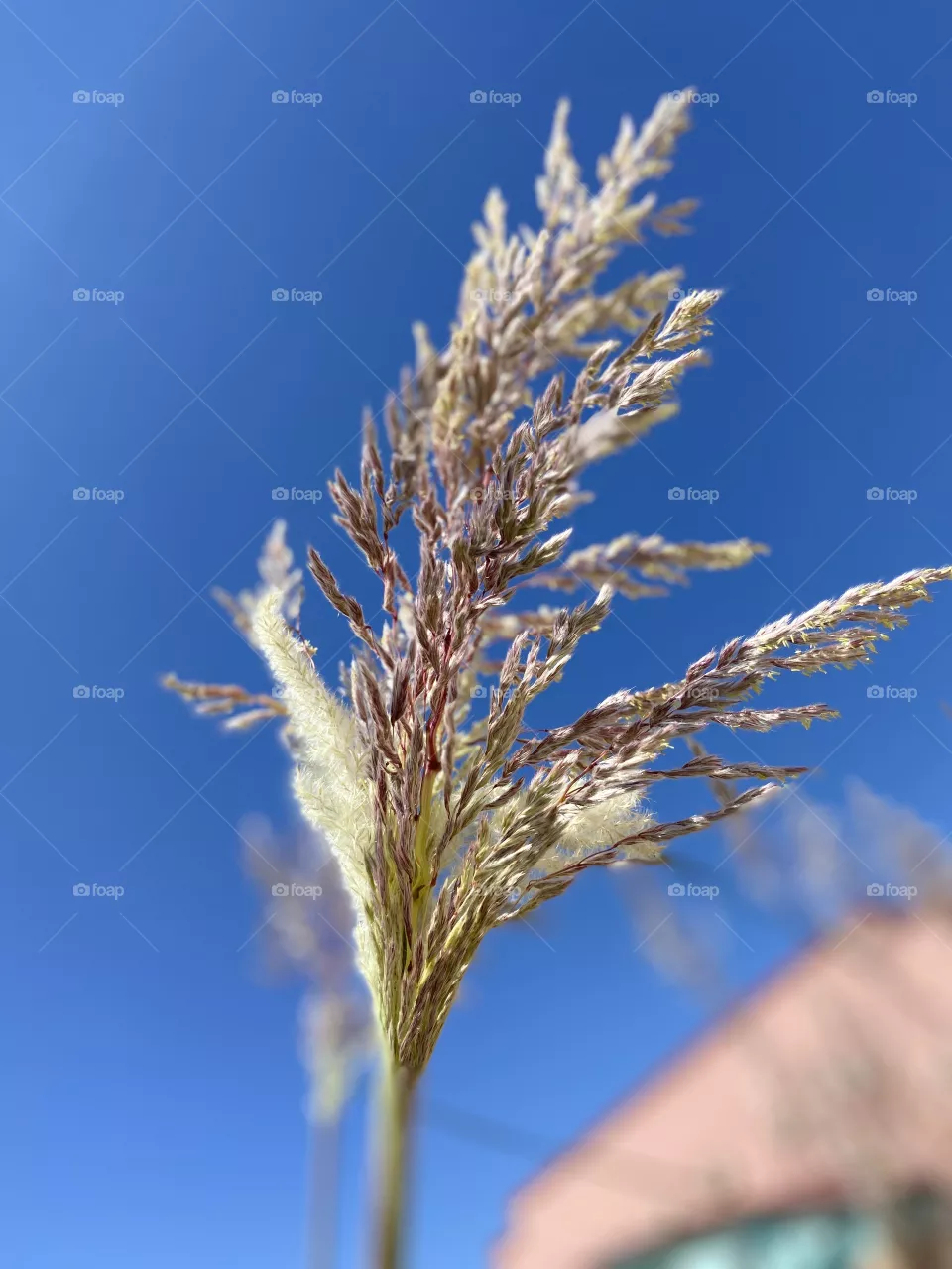 Fluffy grass