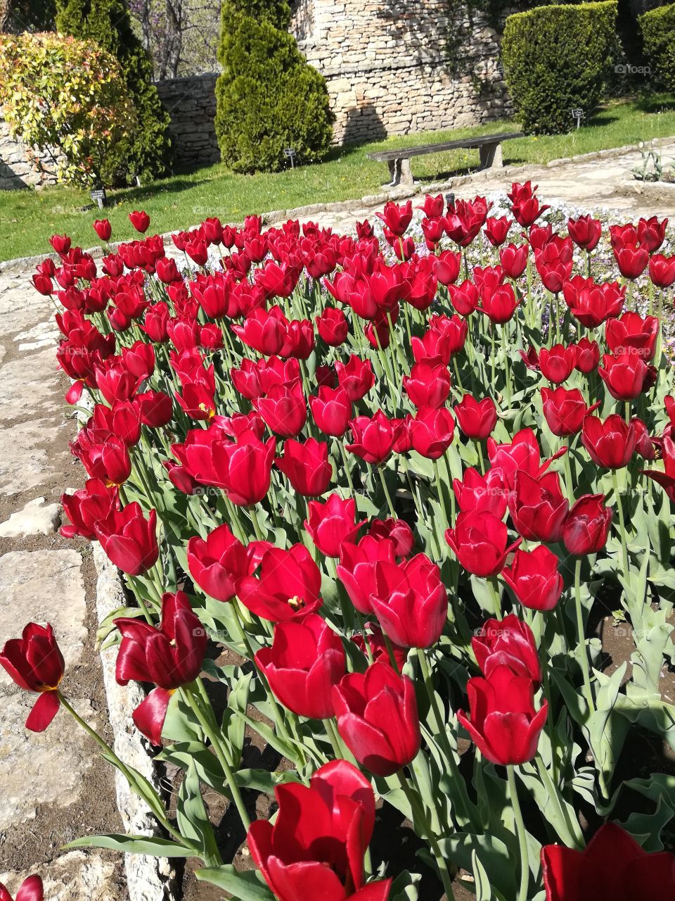 Tulip, landscap, green, nature,beautiful, red