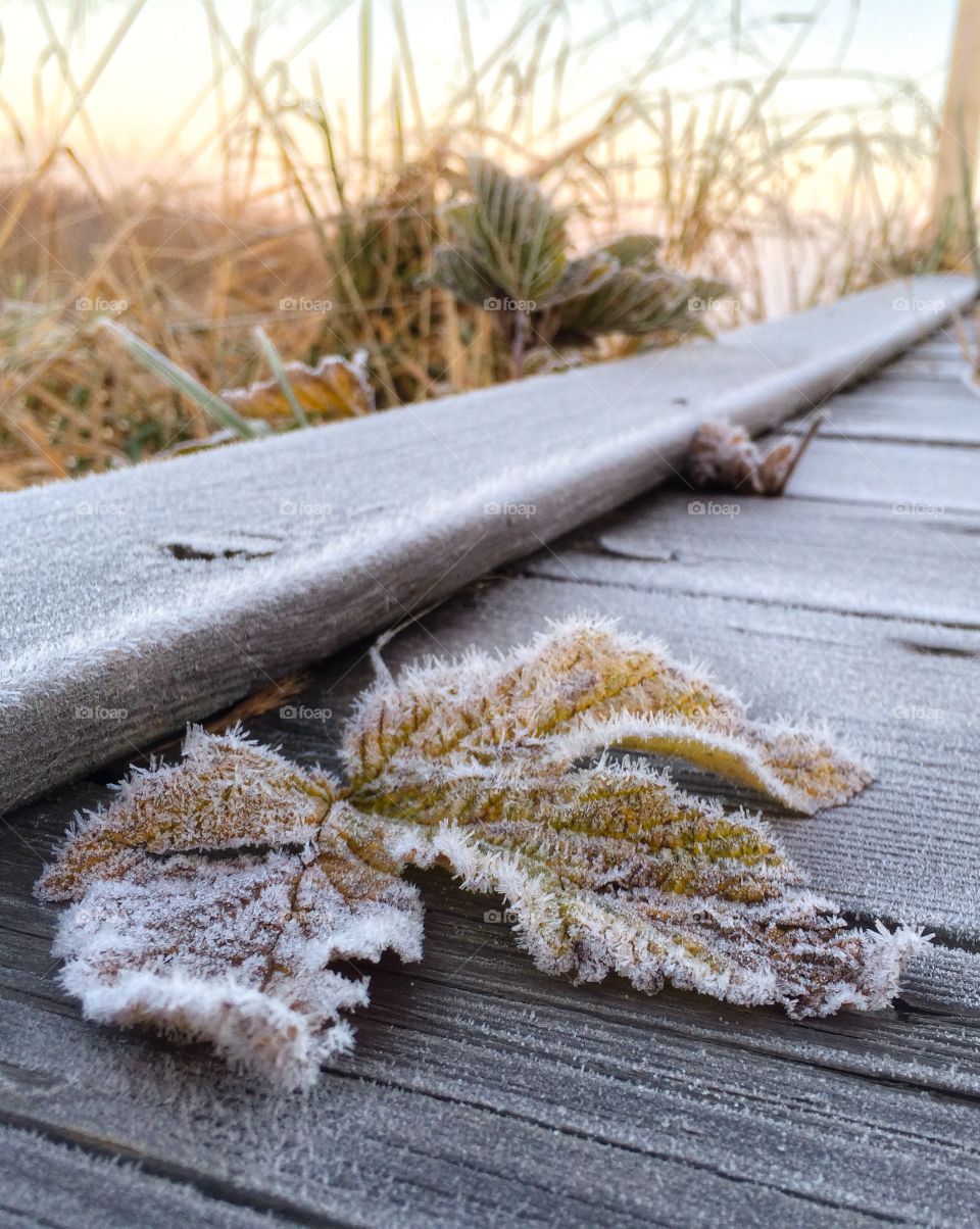 Close-up of frozen leaf on wood