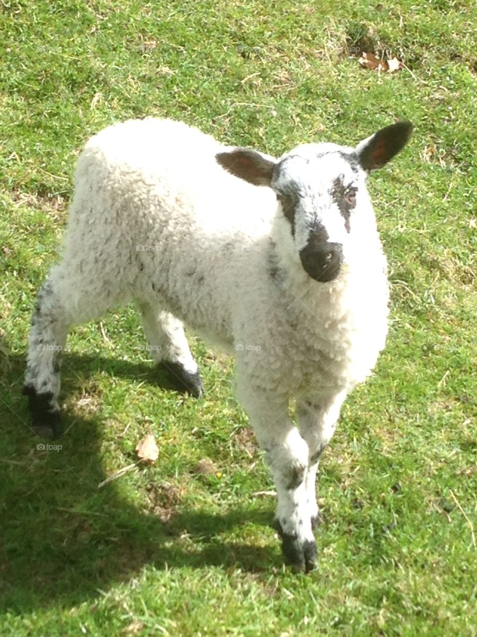 Spring lamb