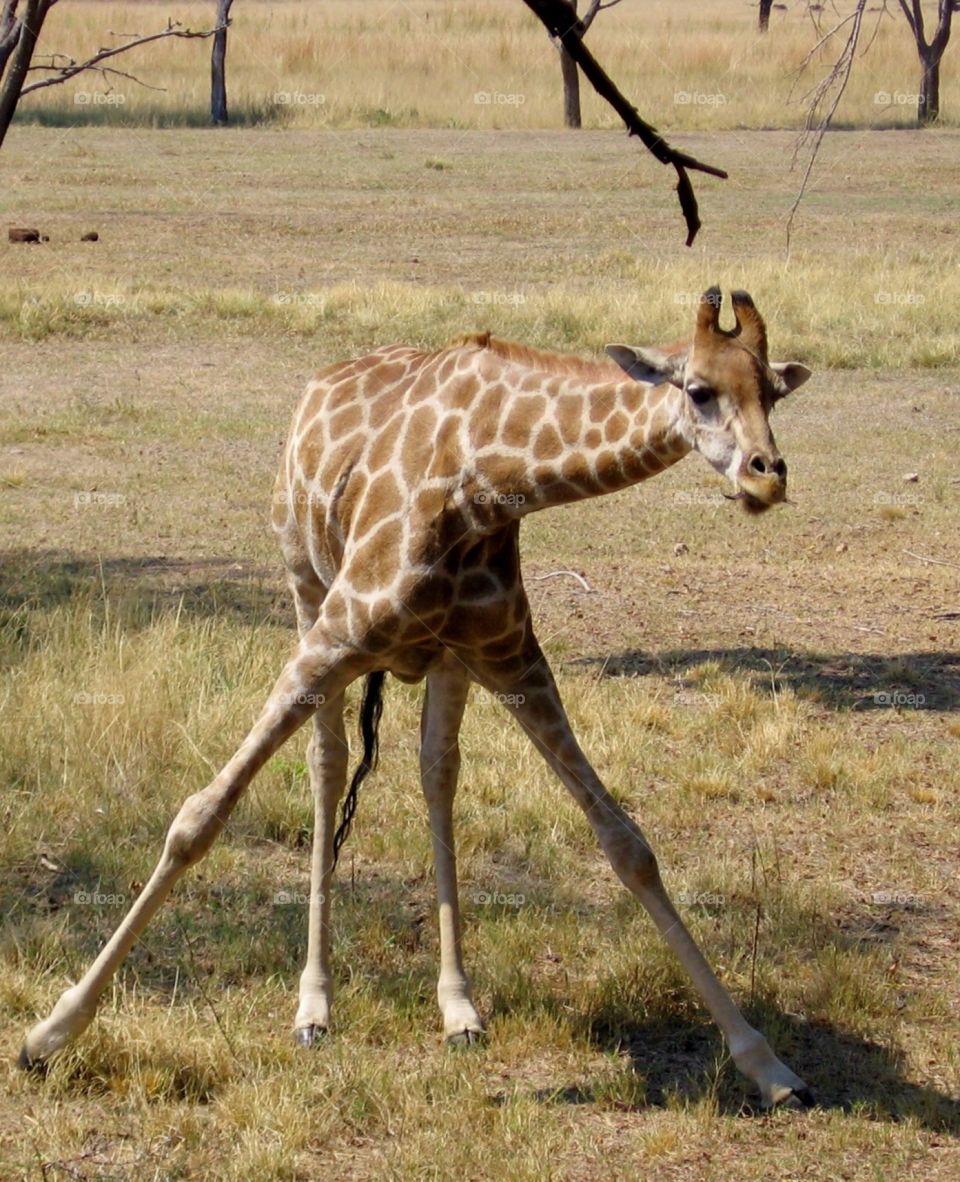 Giraffe with its front legs splayed so it can reach some tasty grass