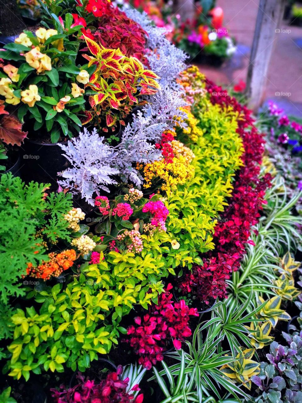 Multicolors, Flowers And More Flowers, Beautiful