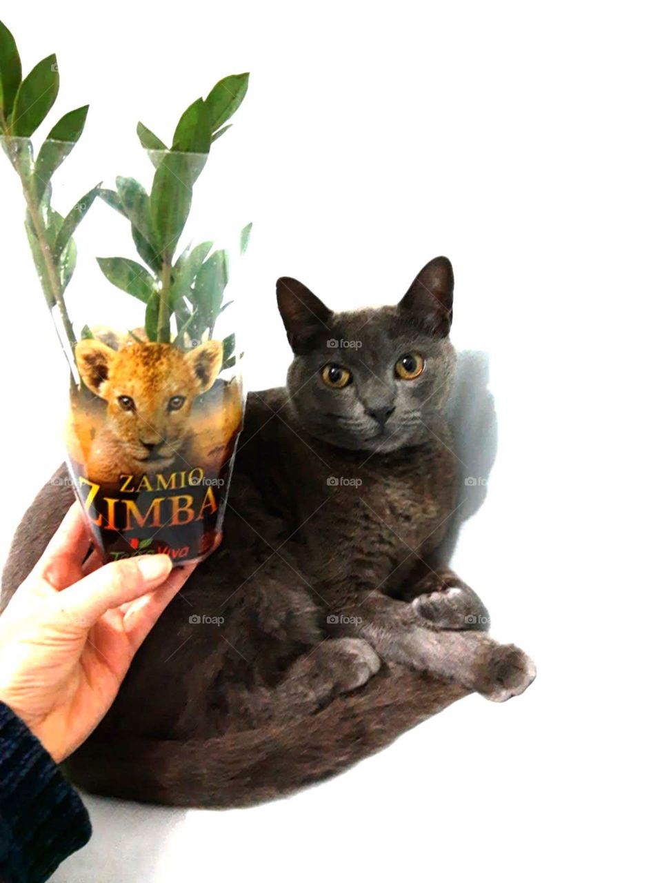 zamioculca and a cat