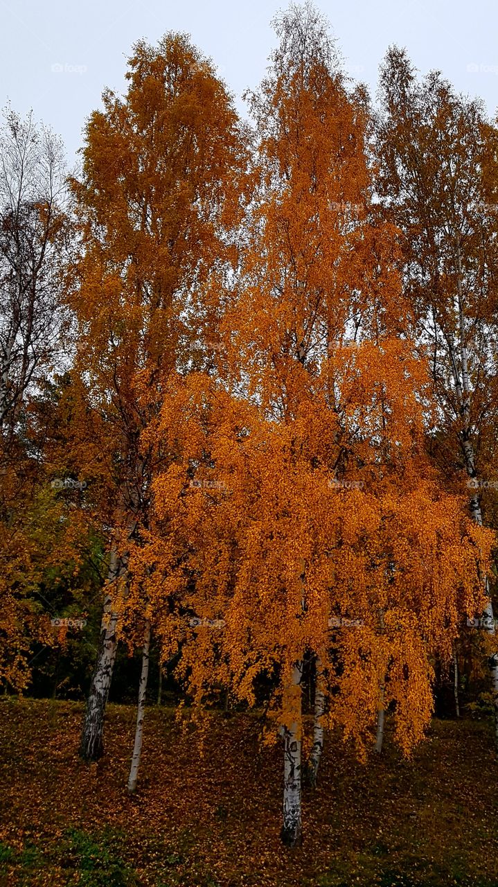 beautiful birch