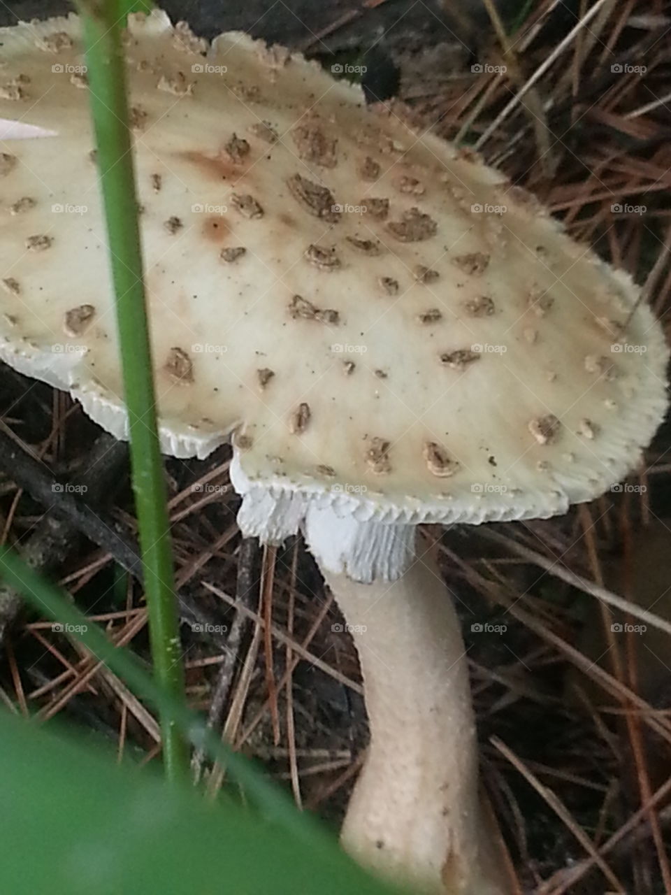 mushroom wilderness