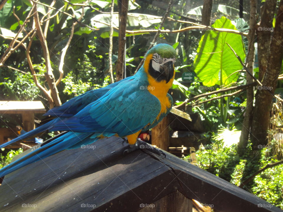 papagaio, BIRD, Brasil
