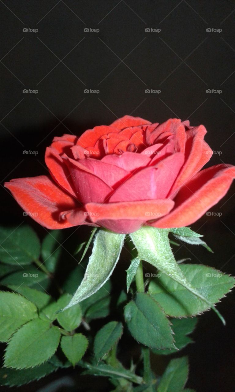 red rose