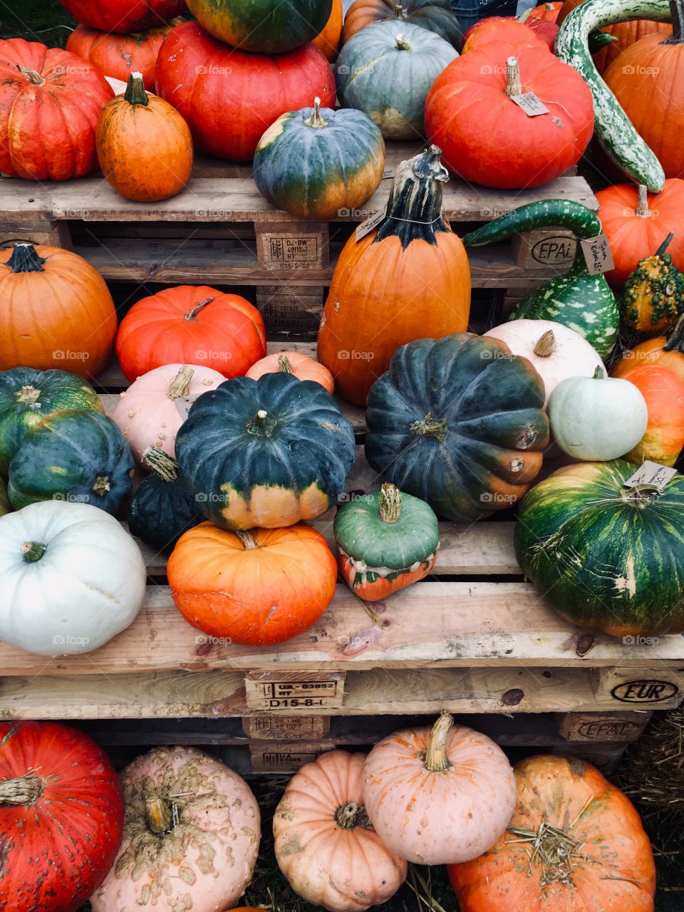 Pumpkin heaven