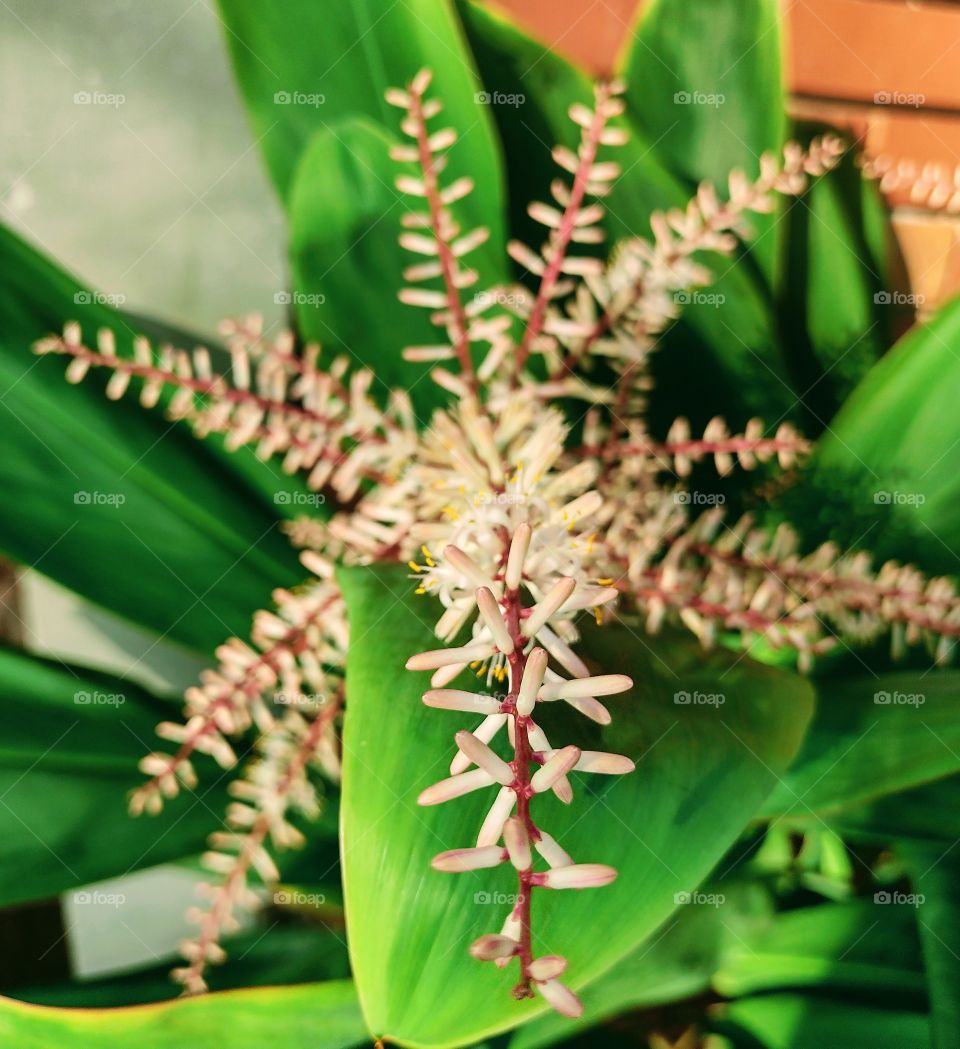 O verde e o branco se apresentando na natureza.