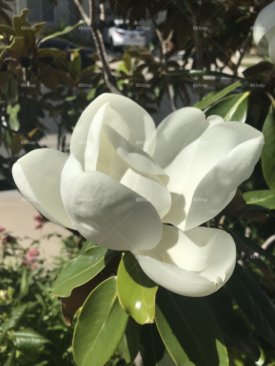 White magnolia blossom 
