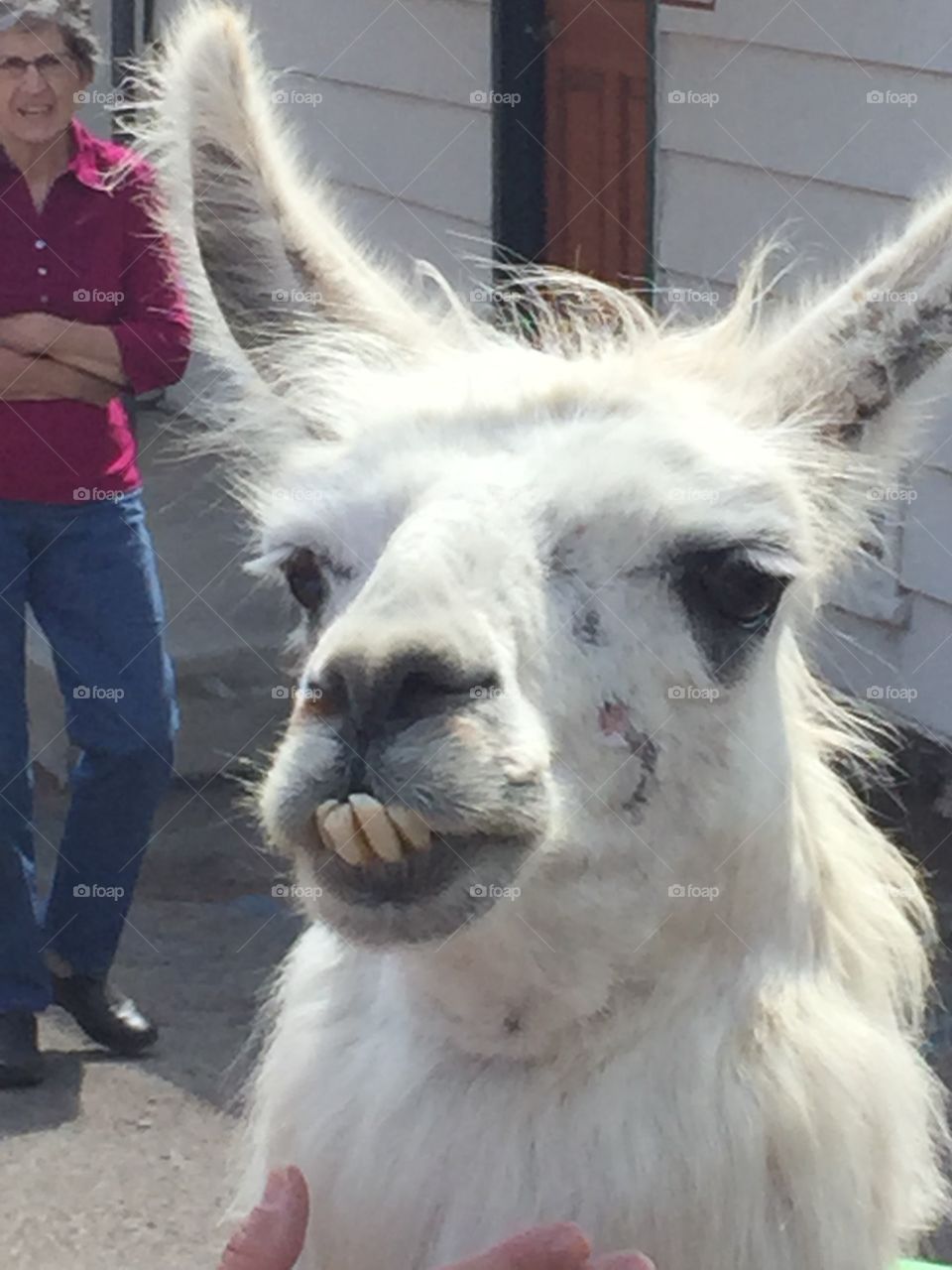 Llama . Julian