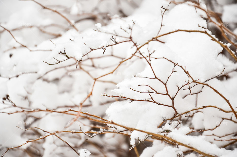 Snow on branches. Winter season. Cold weather. Trees under snow.