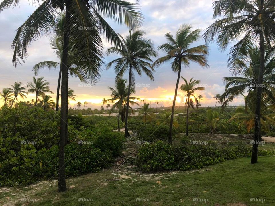 coconut trees on the beach