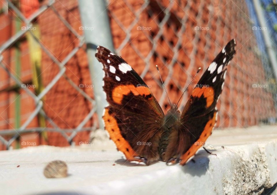 Orange butterfly