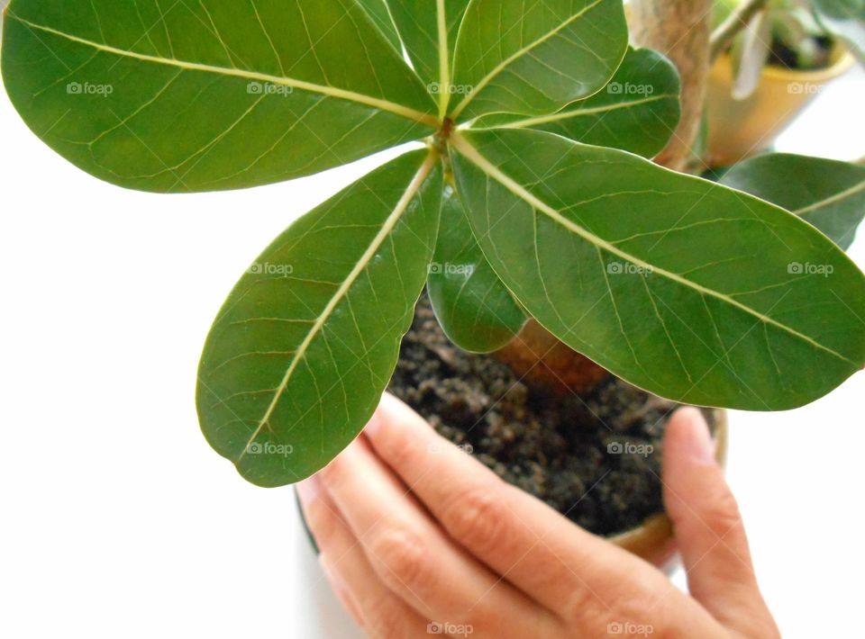 green house plants in the pots