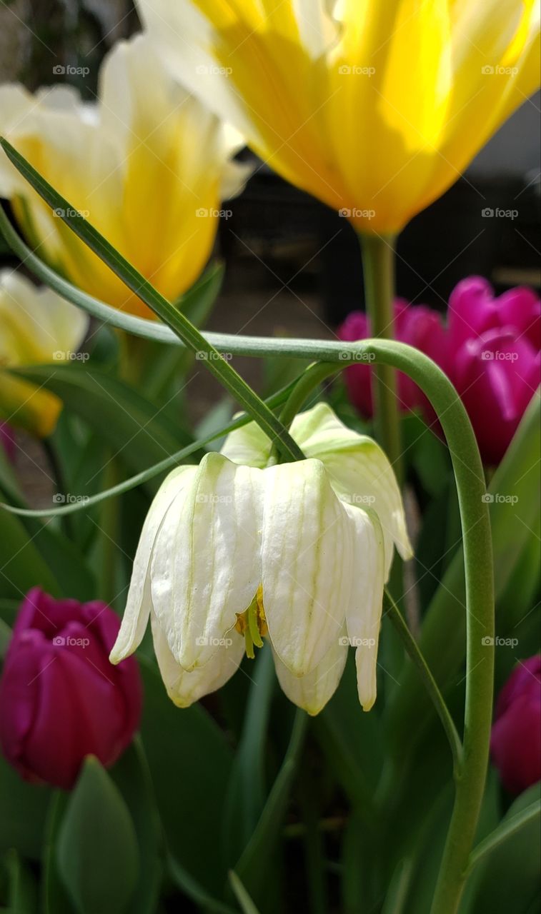 white fritillaria Meleagris