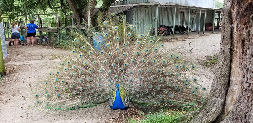 Peacock