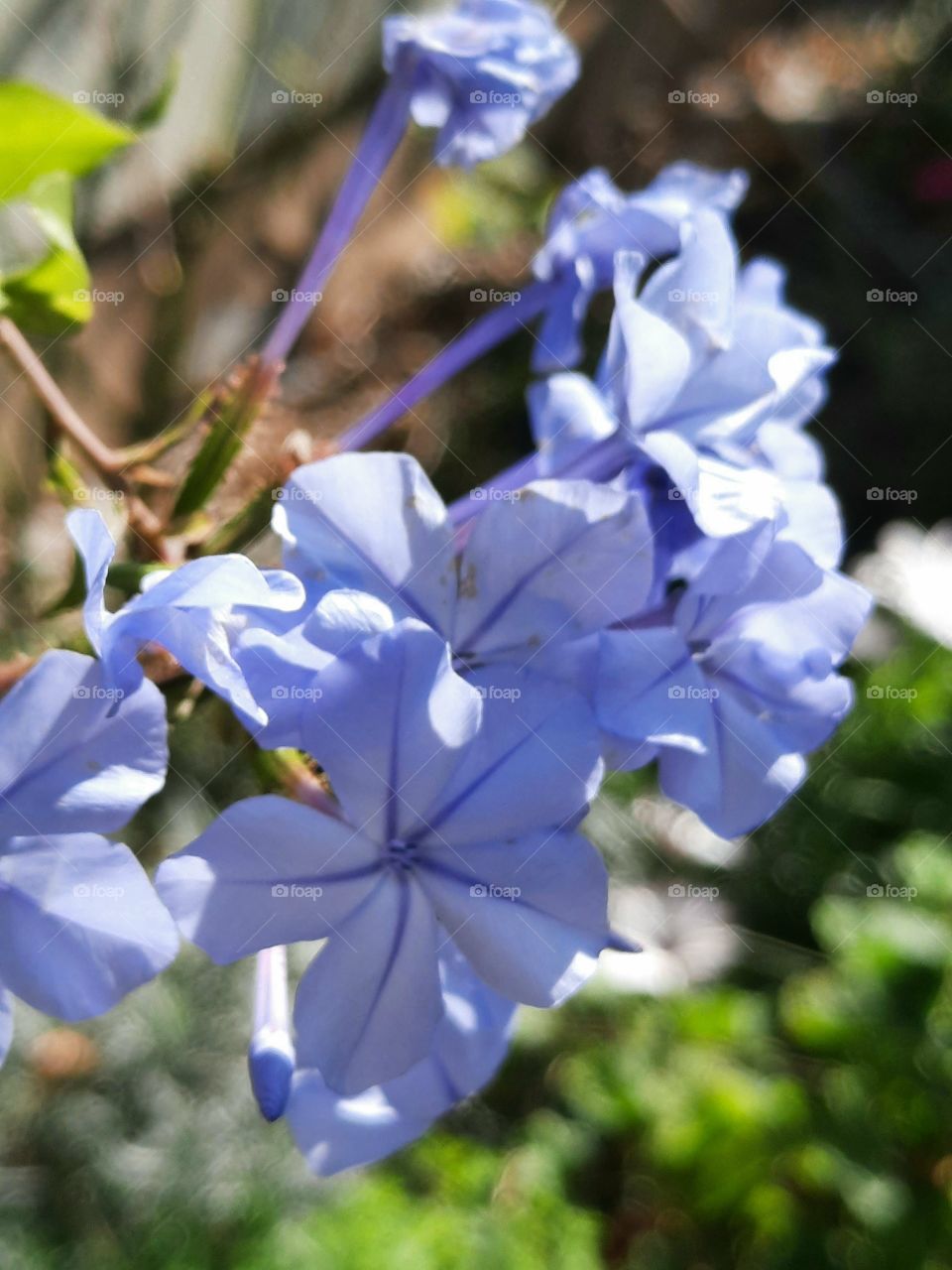 sunlit blue plumbago flower
