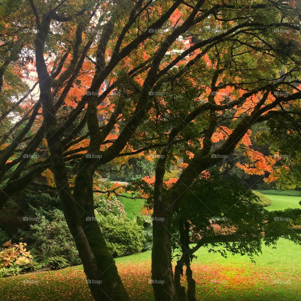 Autumn Silhouette 