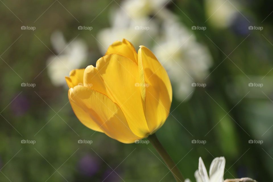 Yellow tulip