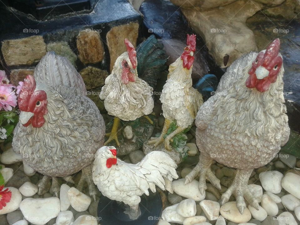 the chickens are in the farm