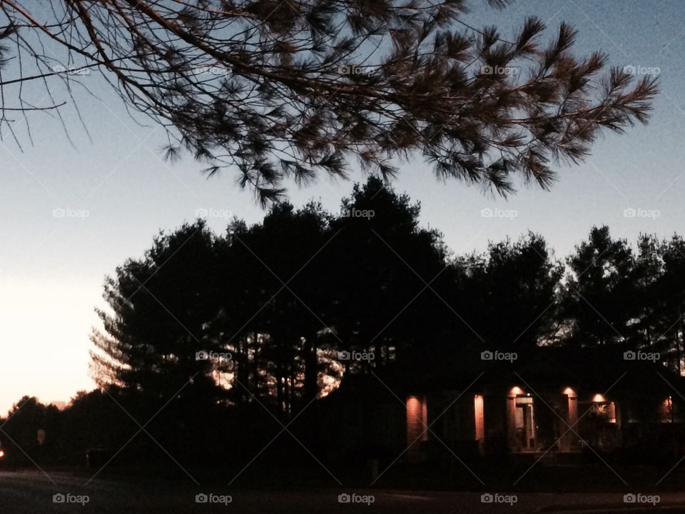 The trees create a very eerie and yet beautiful silhouette.