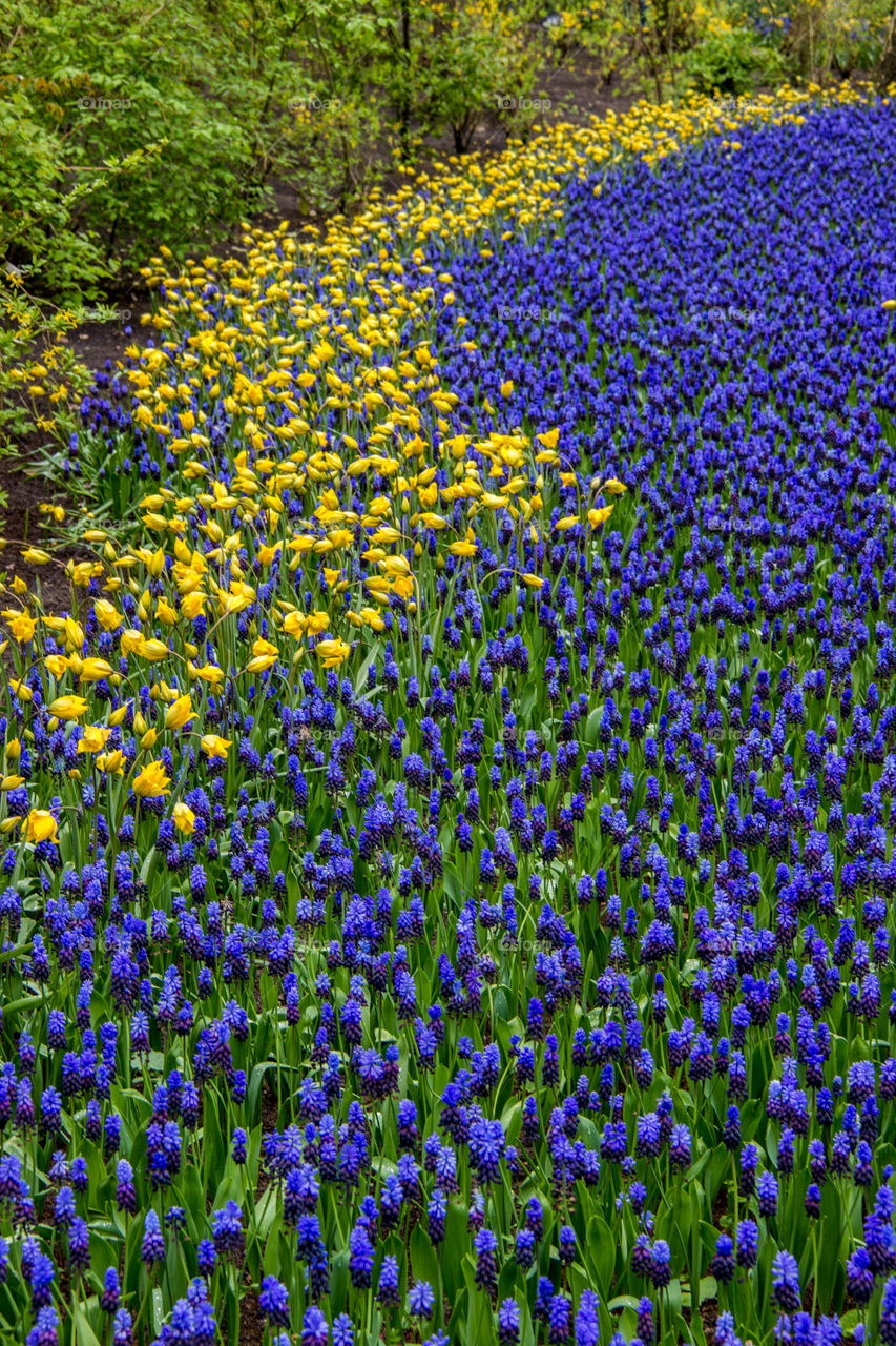 Undulating flowers