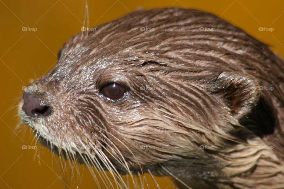 animal mammals zoo wet by kshapley