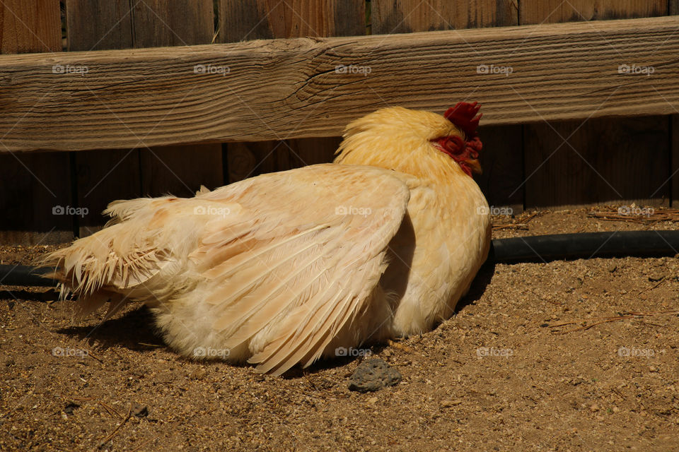 Amberlink chicken sun bathing