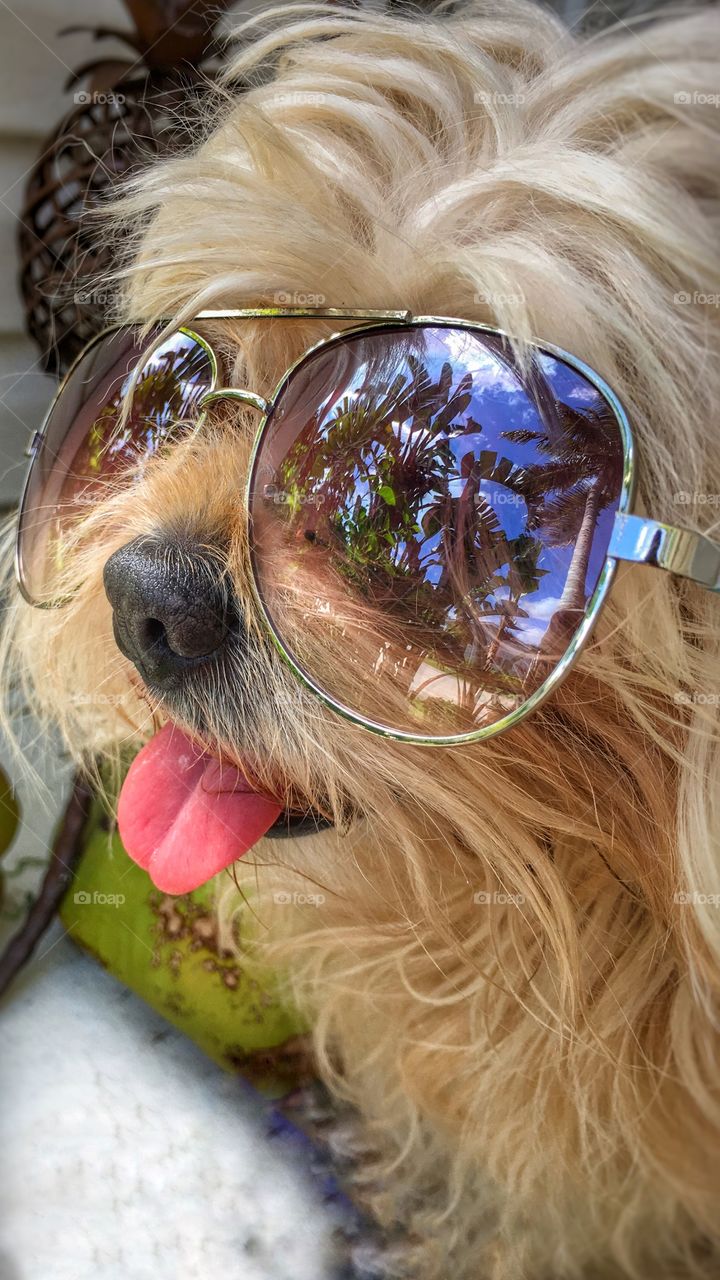 Cute dog wearing sunglasses