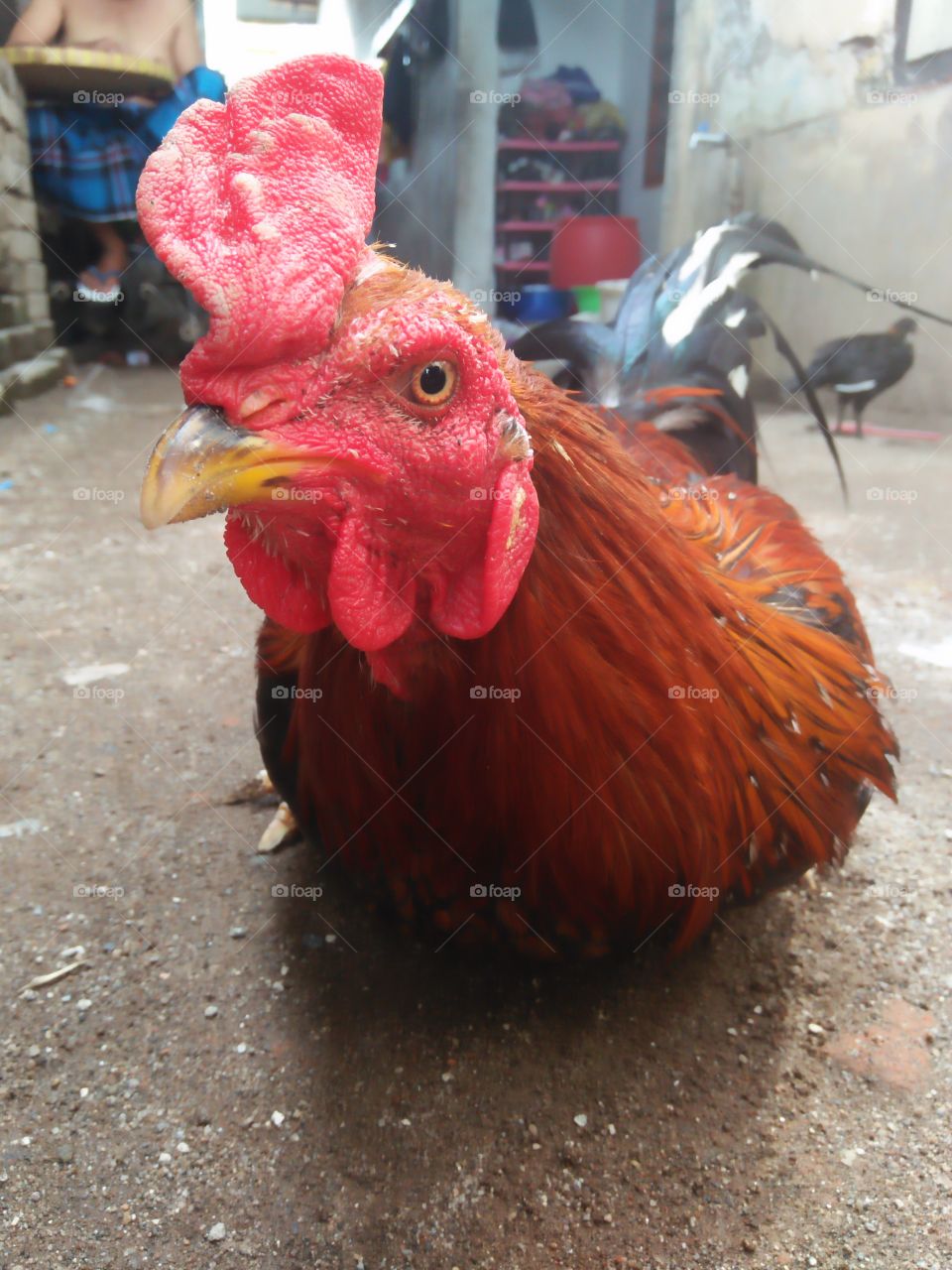 Ayam Jago