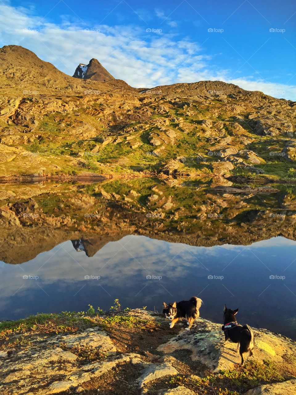 Two dag near the lake