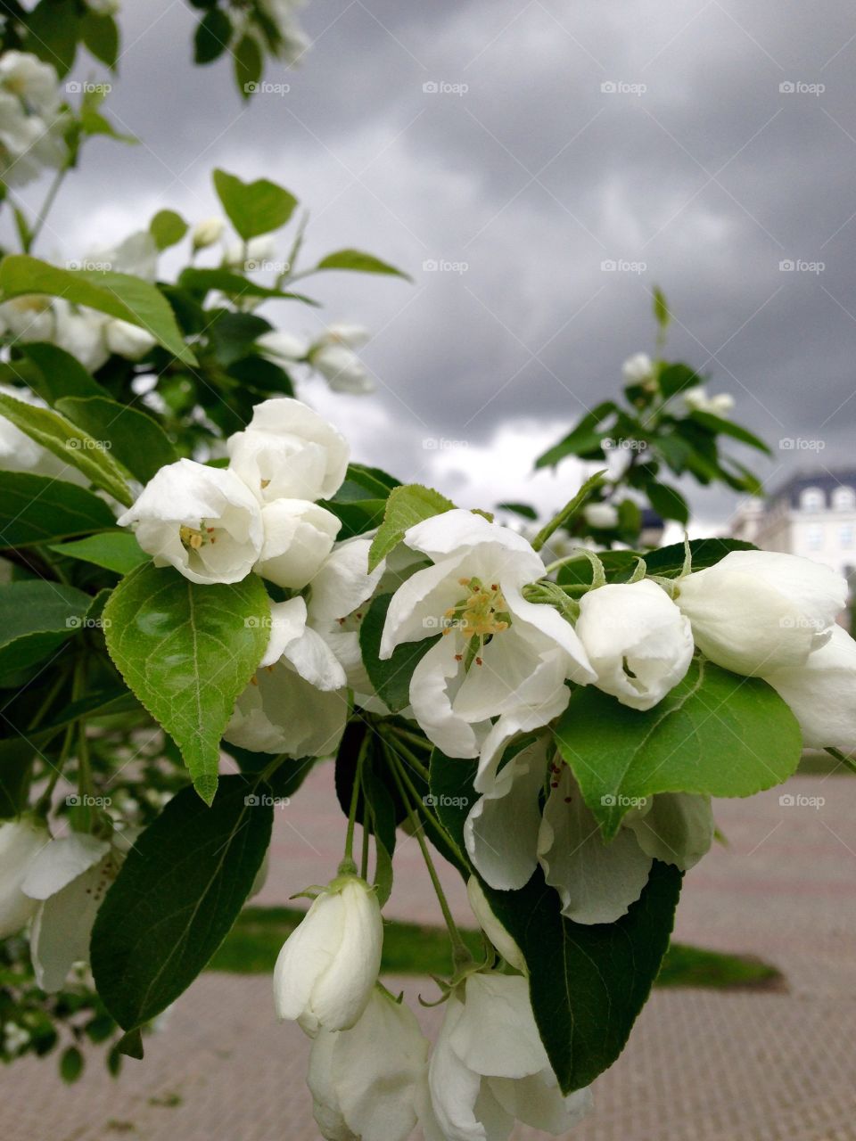 Flowering tree. Flowering apple tree on cloudy sky background 