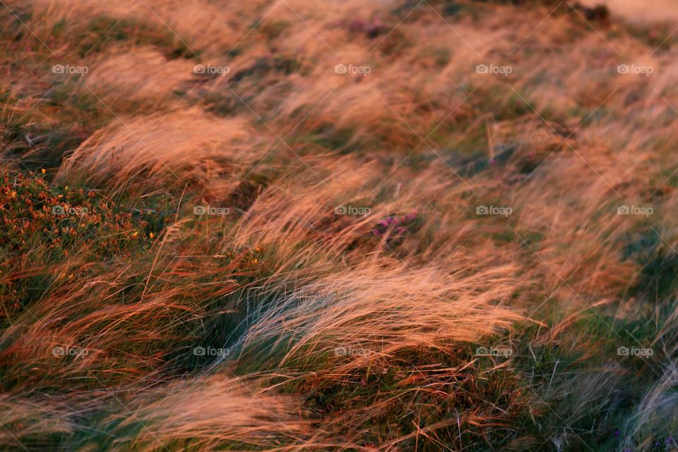 Wind in the grass