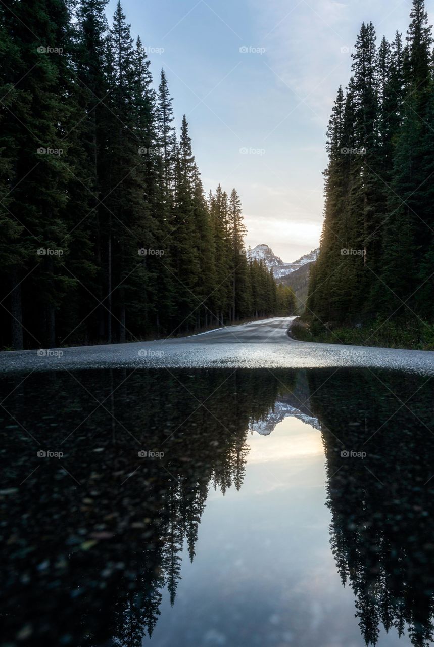 Beautiful Morning In Forest