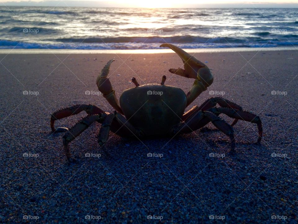 Crab watches sunrise 
