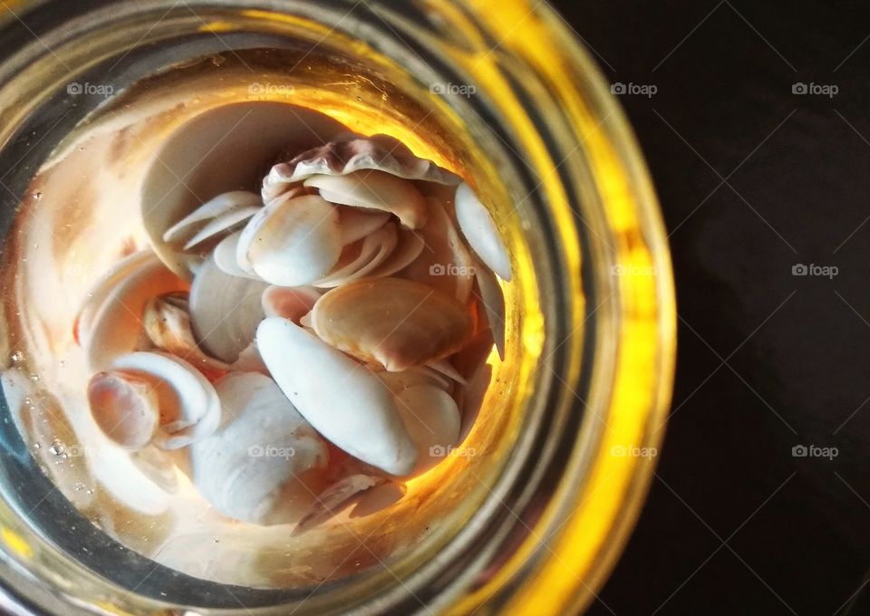 Sea shells closeup