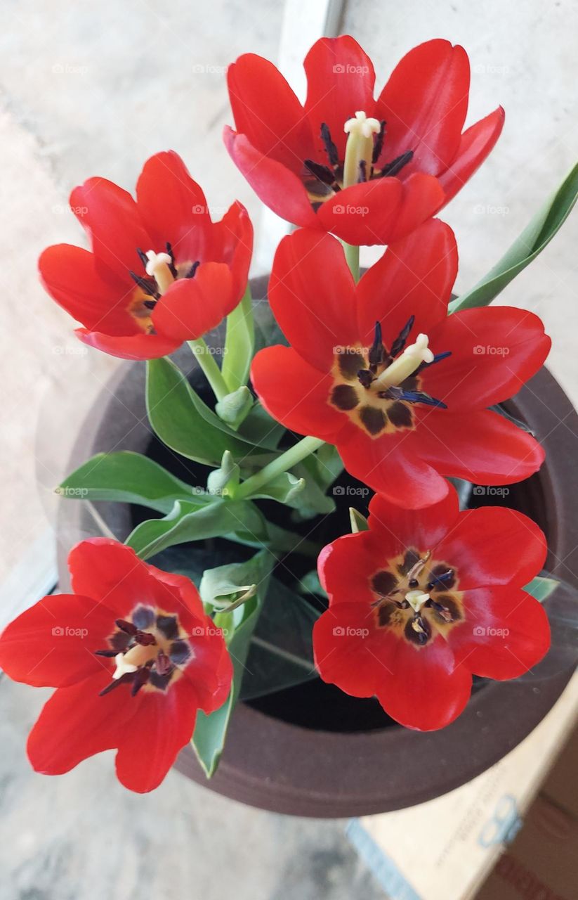 Lindas tulipas coloridas e delicadas.