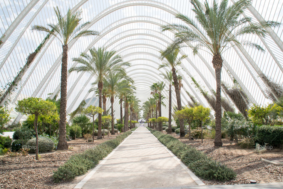 Walkway between the palm trees