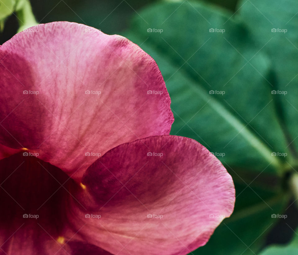 floral photography  - petals - backyard