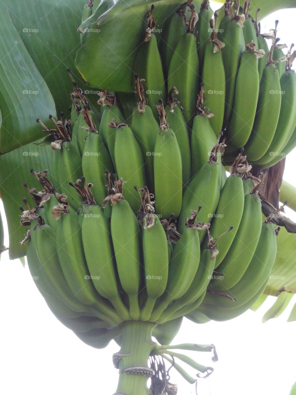 Banana Tree