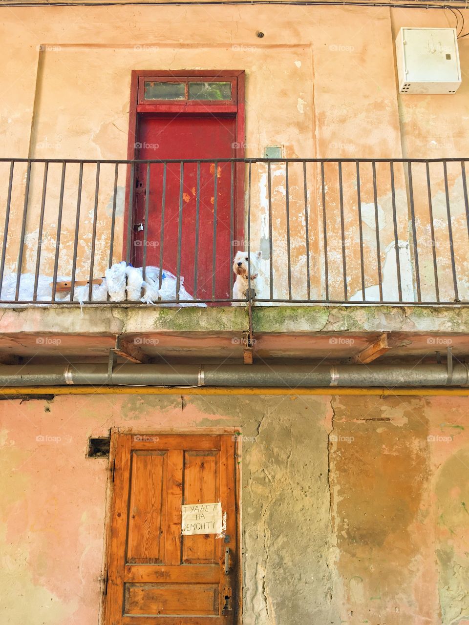 Bright orange old building with cute dog 