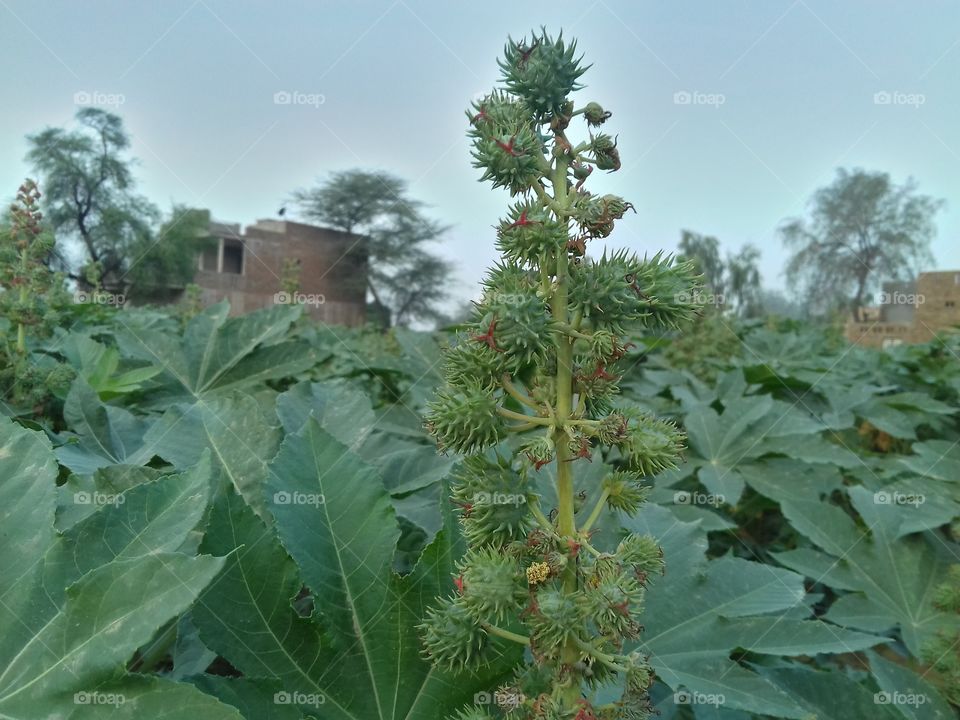 It is shop fruit with plant stem and leaves.This is the field of oily plant in land.