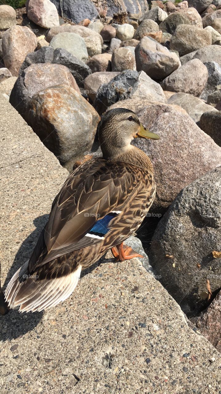 Duck by the dam