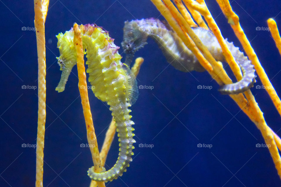 Seahorses