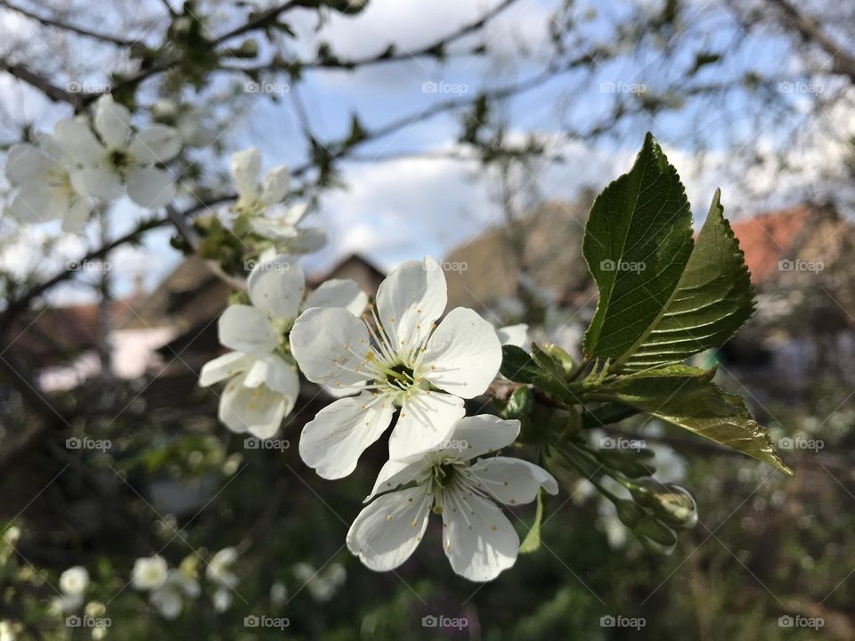 White buds of the cherry tree