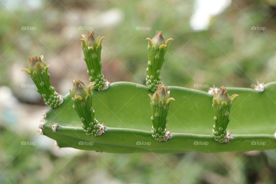 spring come give new life to plant new buds arise and soon blooms:beauty of nature in spring