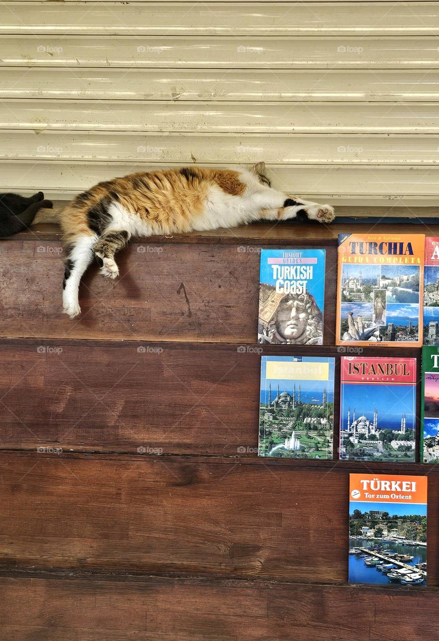 cat in bazaar of Istanbul